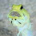 jawfish_yellowhead_oc_jar_v_0056_cub0553_crop.jpg